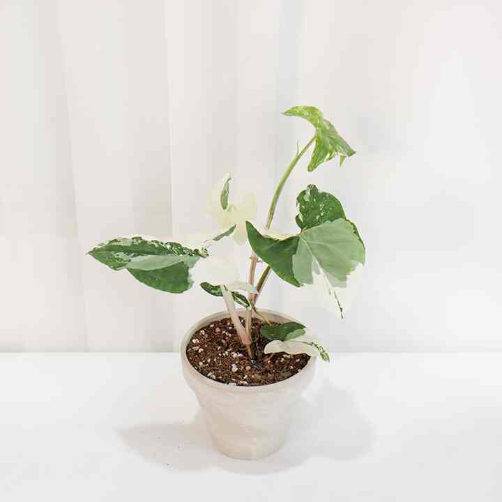 シンゴニウム ポドフィルム