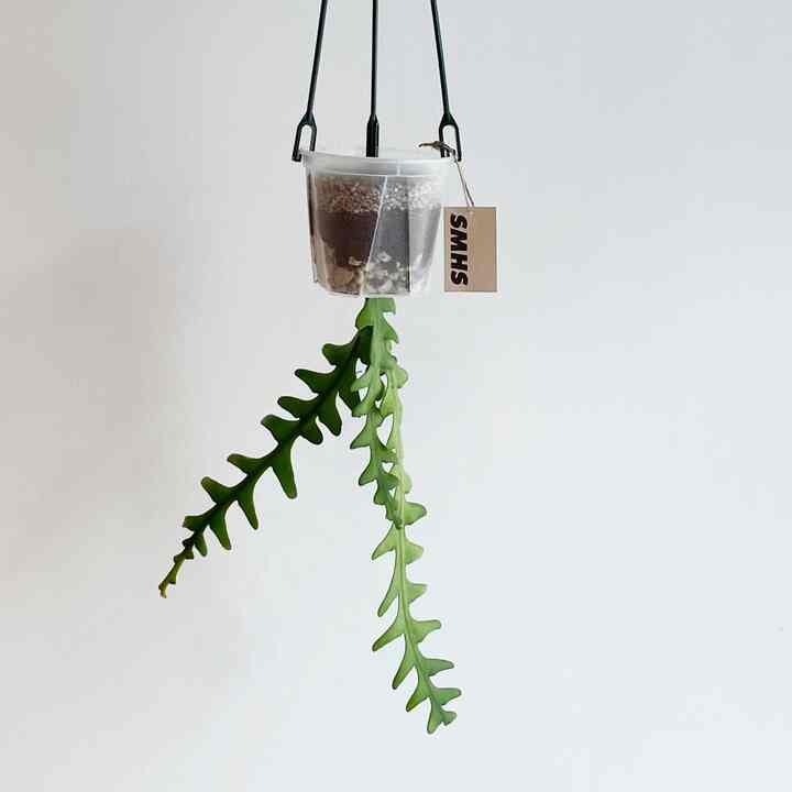 フィッシュボーン・カクタス