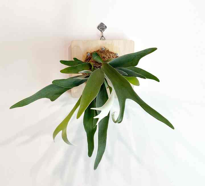 ビカクシダ ハンギングプラント