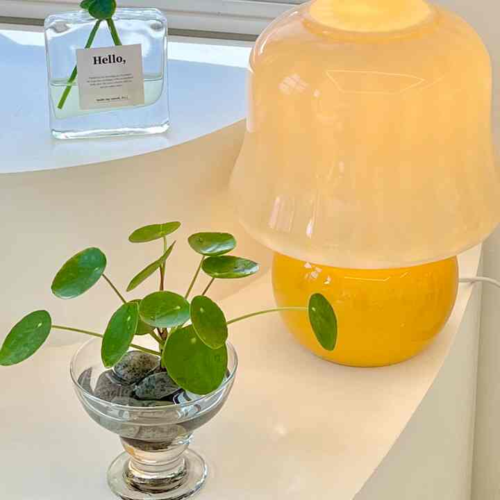 ピレア・ペペロミオイデス 