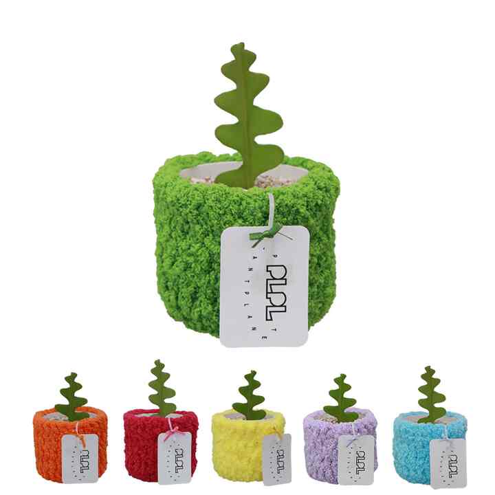 フィッシュボーンｘPLPLポット［6色］