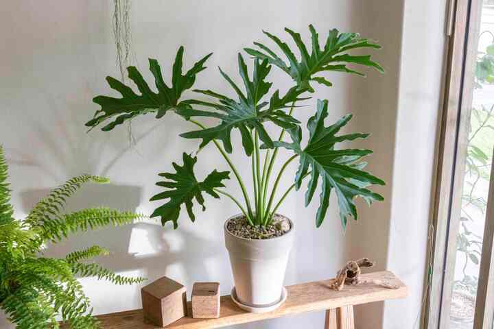 フィロデンドロン・セローム 大