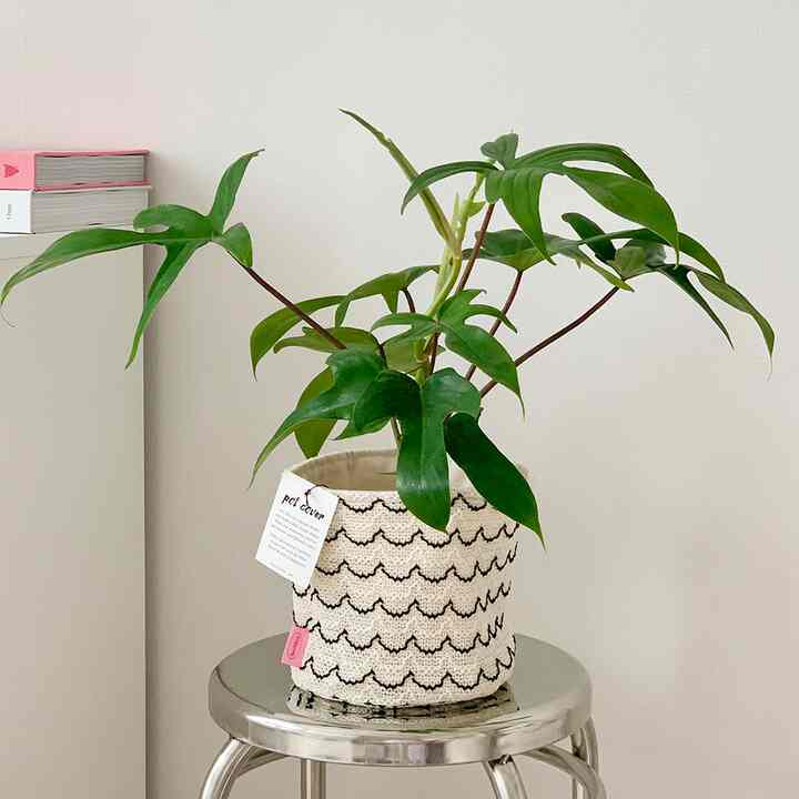 wave pattern 鉢カバー