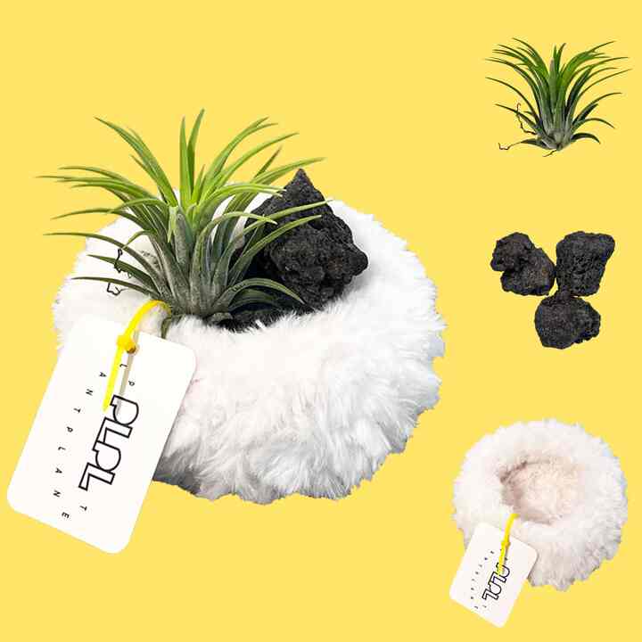 ティランジア・イオナンタ オブジェ