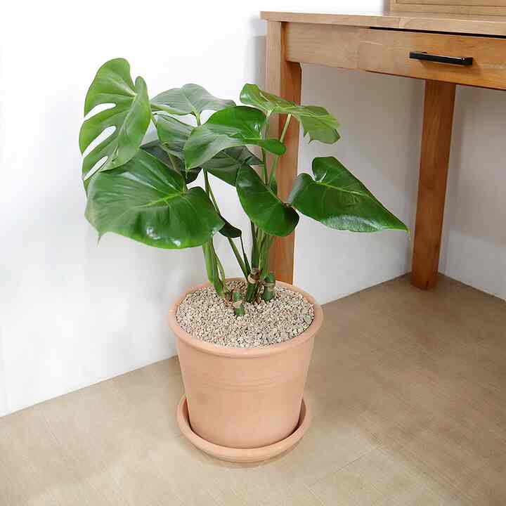 モンステラ＆イタリア製 植木鉢 セット