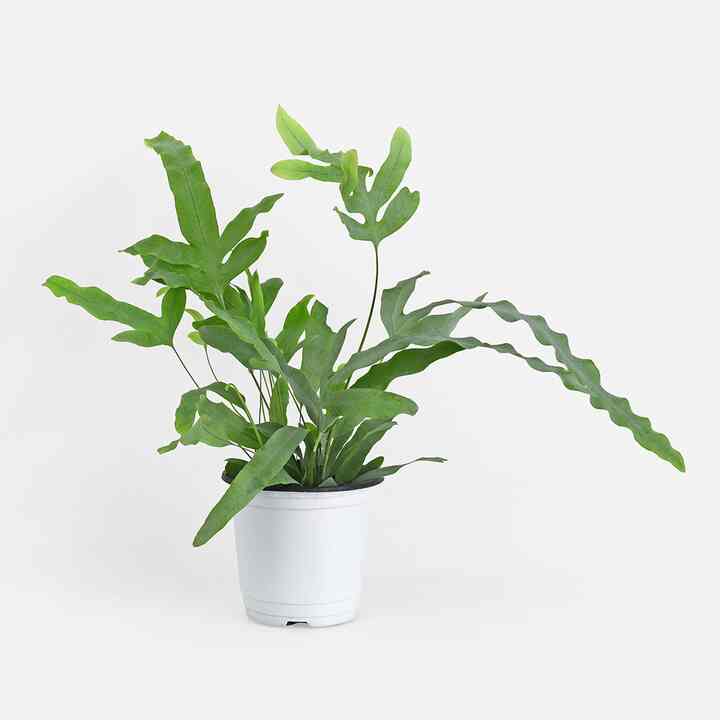 フレボディウムブルースター