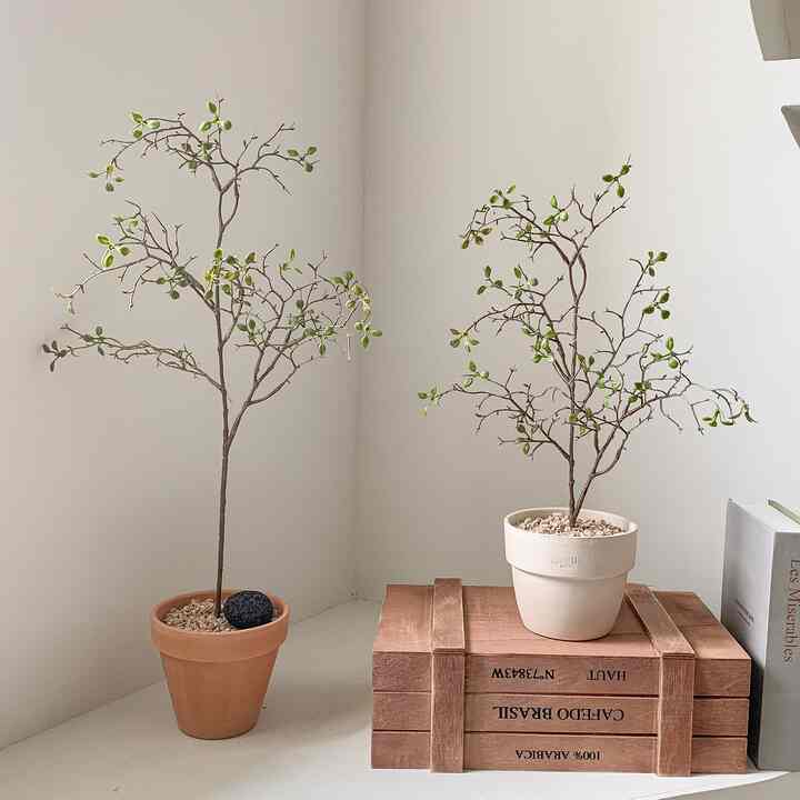 コロキア・コトネアスター［2種］