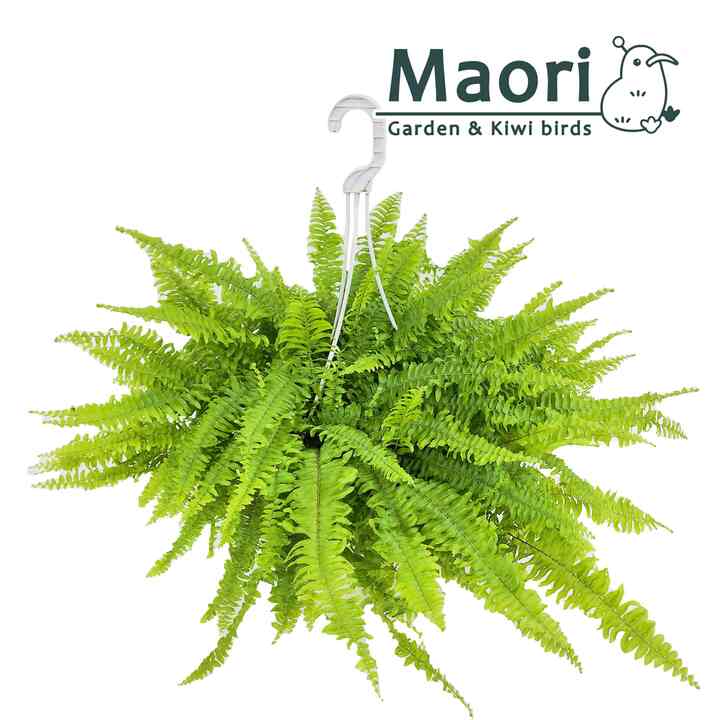 セイヨウタマシダ