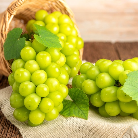 가정용 샤인머스캣 1kg