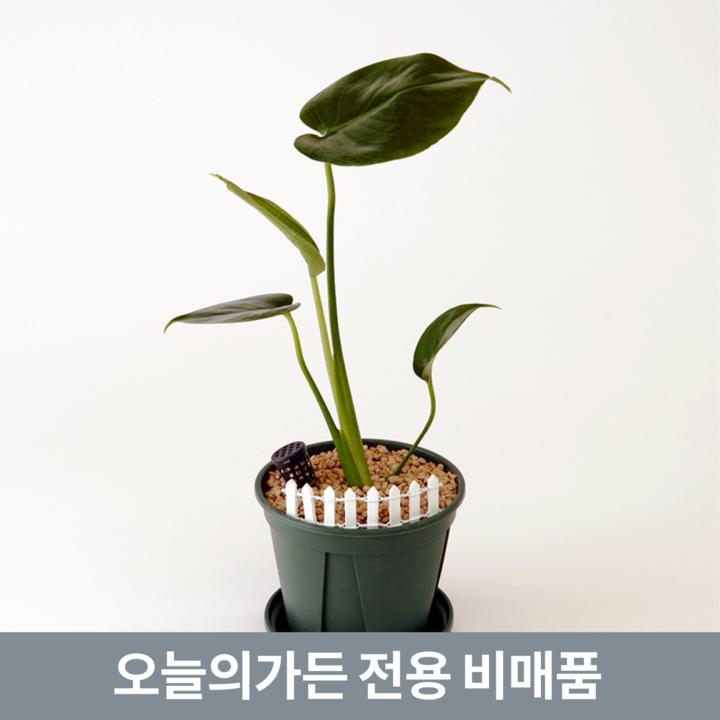 【morning scent】 モンステラ