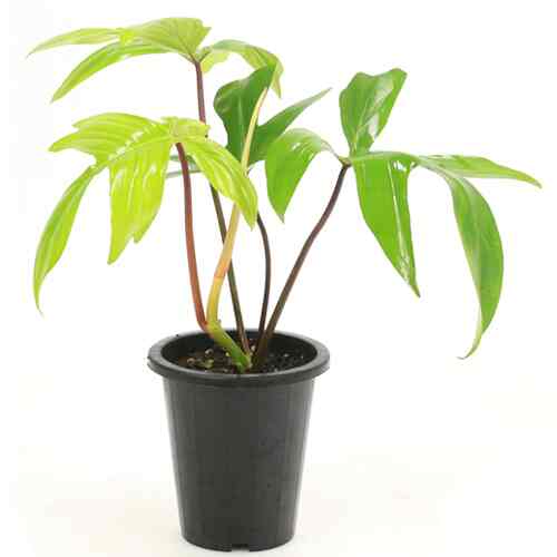 フィロデンドロン・フロリダビューティー