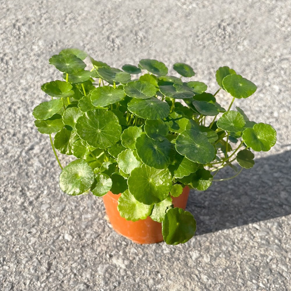 식물 > 워터코인 수경재배 공기정화 식물 소형 | 오늘의집 쇼핑