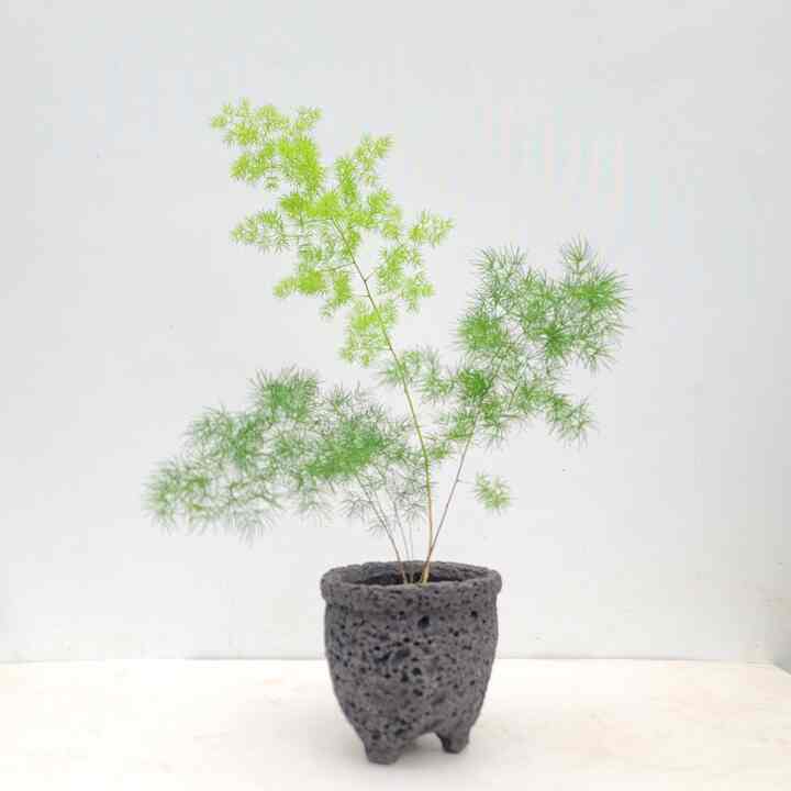 アスパラガス・ミリオクラダス 溶岩石鉢