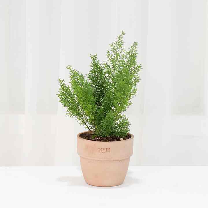 アスパラガス・メイヤー