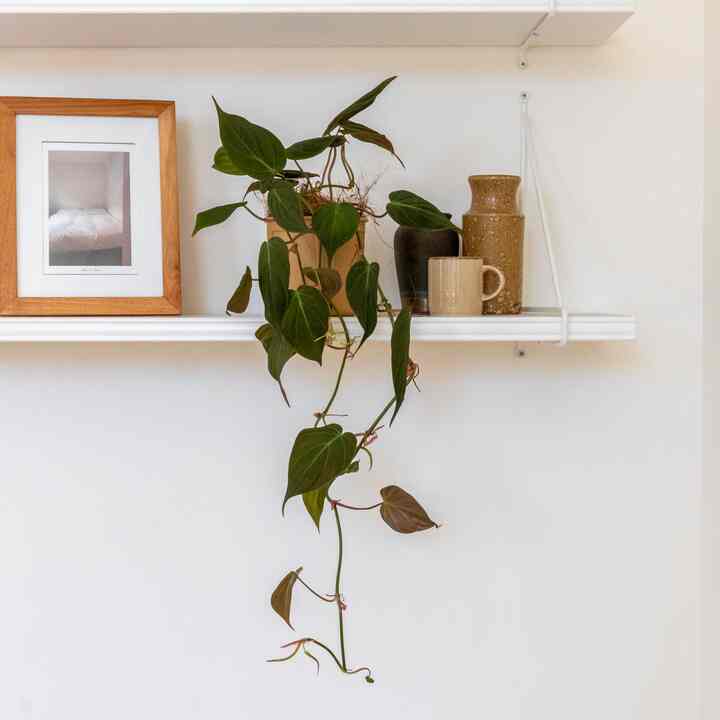 フィロデンドロン ミカンス ハンギングプラント