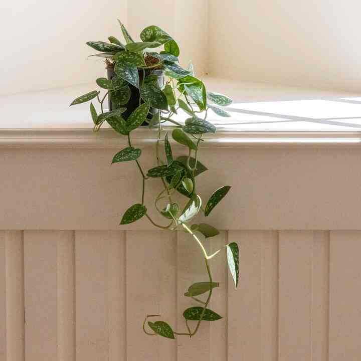 スキンダプサス アルギレウス ハンギングプラント［4色］