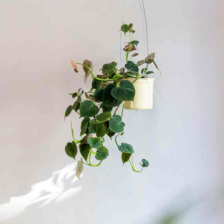 フィラデルフス・ベルエトワール ハンギングプラント