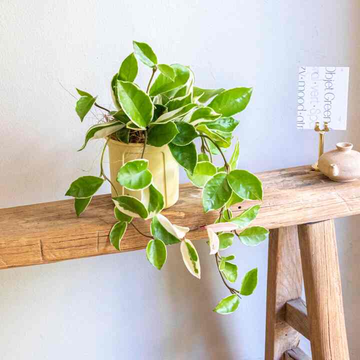 ホヤ ハンギングプラント