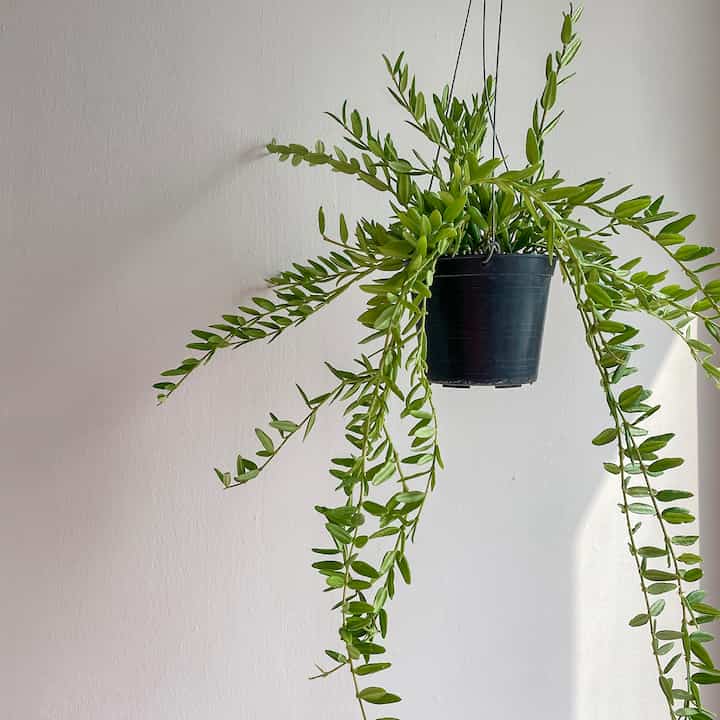 エスキナンサス ハンギングプラント