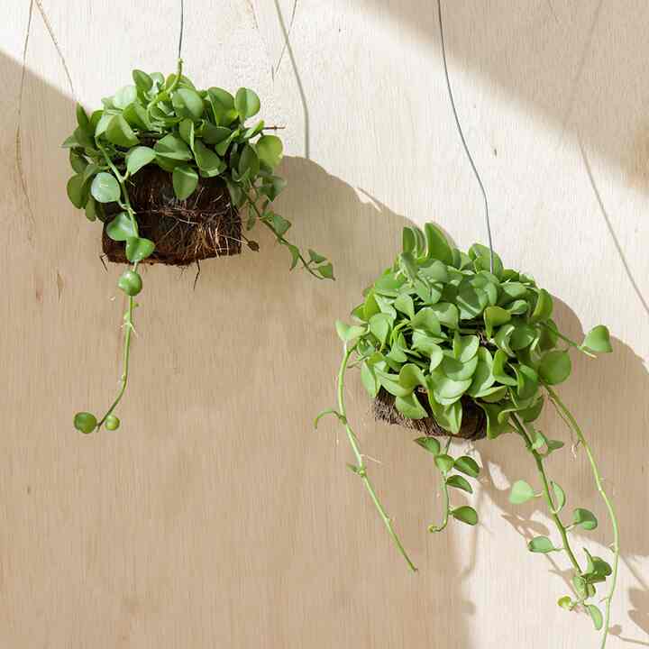 ディスキディア ハンギングプラント