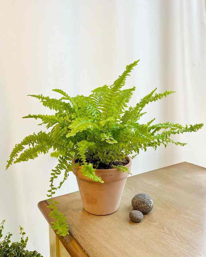 セイヨウタマシダ