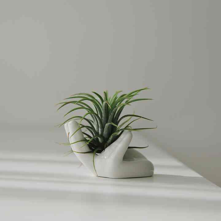 ティランジア・イオナンタ＆ピースハンドセラミックオブジェセット