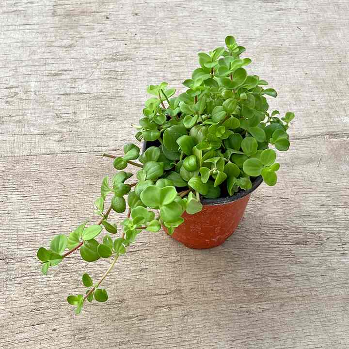 Peperomia Deppeana
