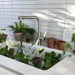 초보 식집사 맞춤! 키우기 쉬운 순둥이 반려식물 9🌿