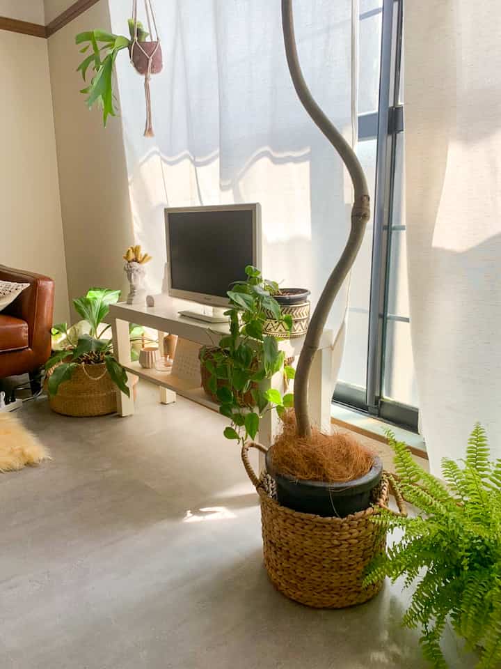 🇯🇵 緑がいっぱいのモルタル床12畳ワンルーム