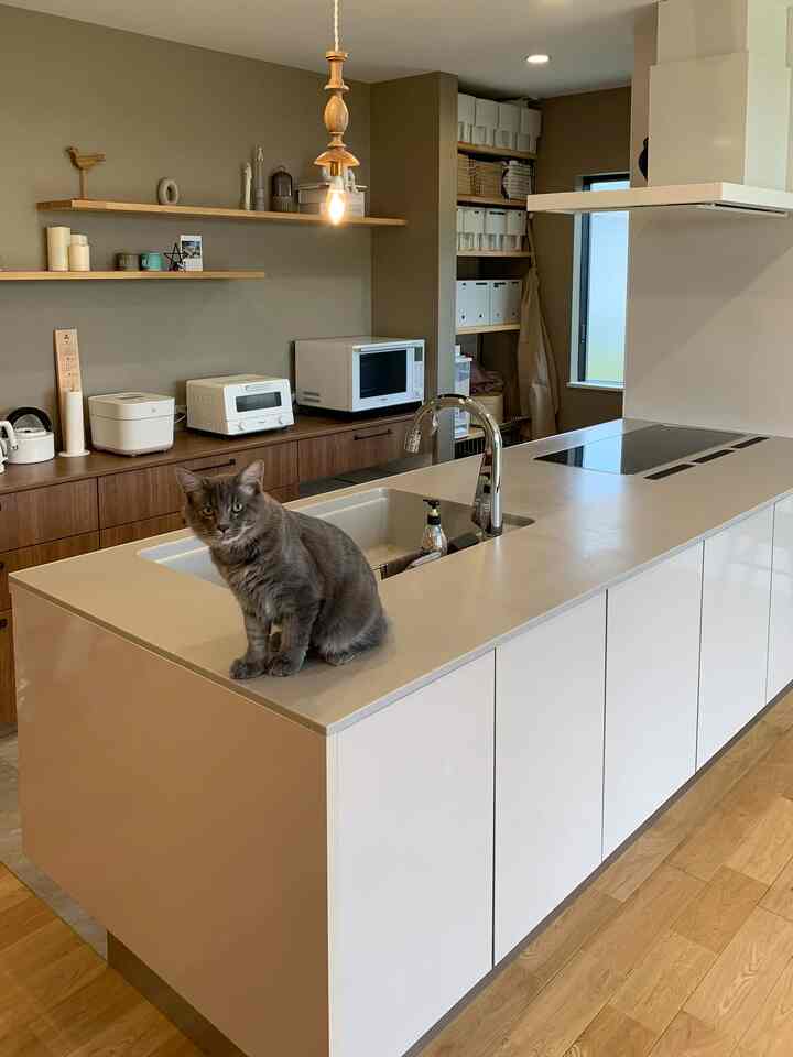 🇯🇵 夫婦と猫2匹が暮らすジャパンディな平屋