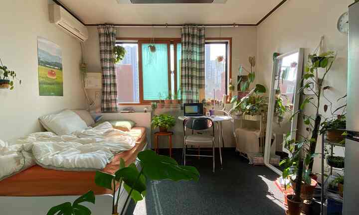 🇰🇷 20㎡1Rの一人暮らし：目指せ！おうち植物園🌿