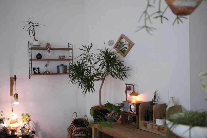 🇯🇵 大好きな照明と植物をポイントに：2LDKメゾネット二人暮らし
