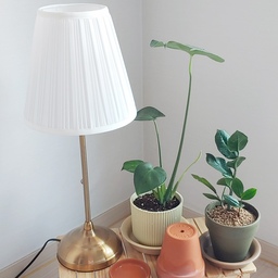 반려식물로 선택한 몬스테라🌱다이소 관엽식물 성장후기