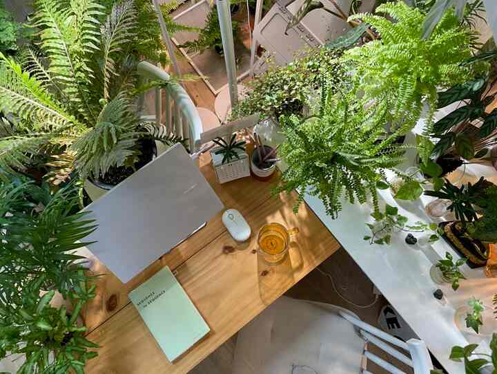 🇰🇷 日当たりの悪い1Rを森にする方法：植物に囲まれた暮らし