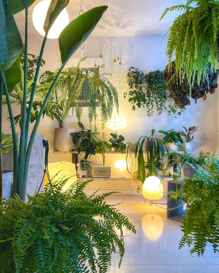 🇯🇵 寒冷地で植物と暮らす🌿築40年の一戸建てをセルフDIY