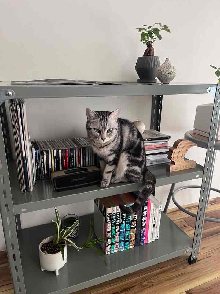 🇯🇵 猫とカルチャーに囲まれたアパレル夫婦の1LDK