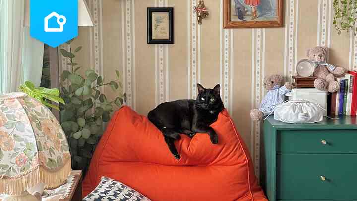 📌 【特集】猫とインテリア第2編