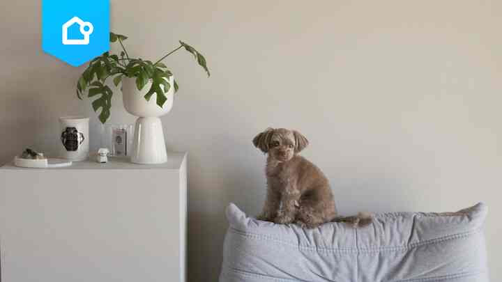 📌 【特集】犬とインテリア第3編