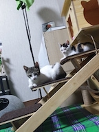 꼬맹삼순님의 프로필 이미지