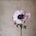 coquelicot_day