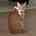 레더3000