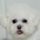 맹랑씨