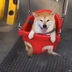 아바타 사진