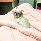 아만다링님의 프로필 이미지