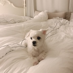 시뉴시뉴님의 프로필 이미지
