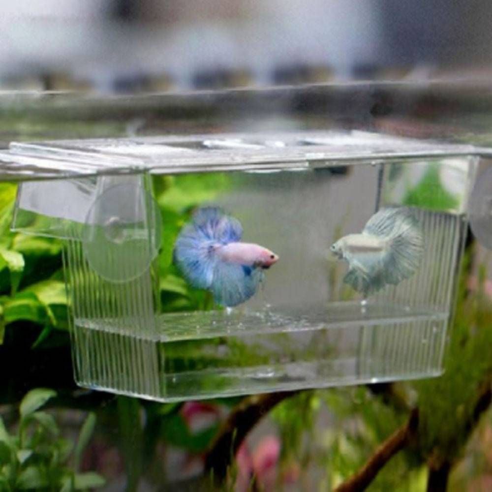 와인앤쿡 어항내 격리 케이스 아크릴 부화장