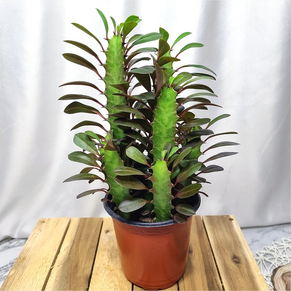 모종파는곳 홍차각 홍채각 선인장 실내 공기정화 다육 식물 채운각 오채각 유포르비아 트리고나 키우기