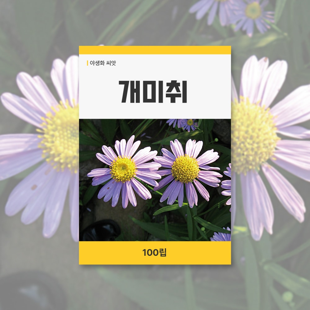 데팡스 개미취 씨앗 100립 꽃씨앗 새싹 키우기