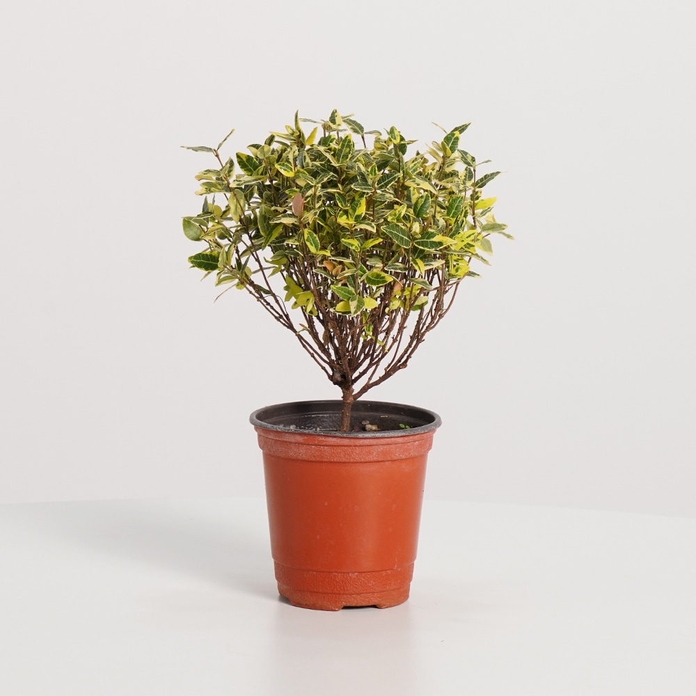 데팡스 황금마삭줄(외목대) 키우기쉬운 실내공기정화식물 인테리어식물 소형 모종