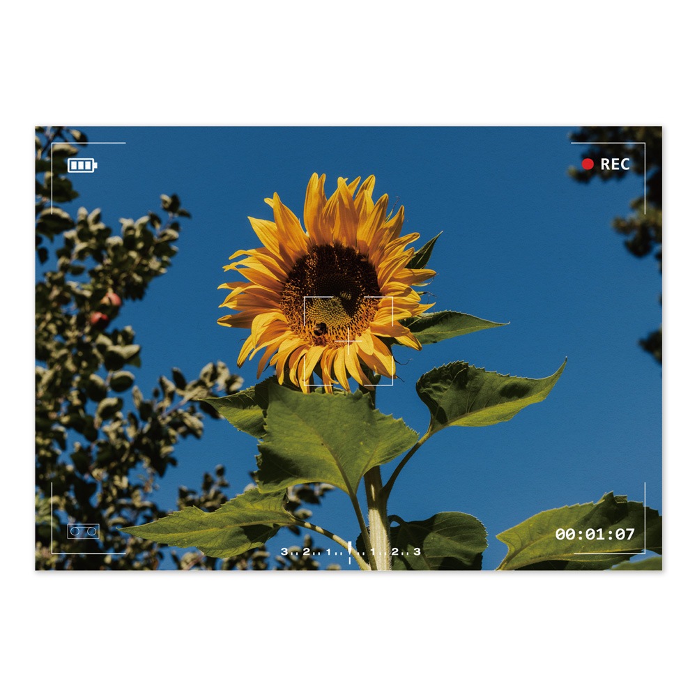 [오늘출발][신상품]던오브젝트 해바라기 인테리어 포스터 - The blooming moment - A2